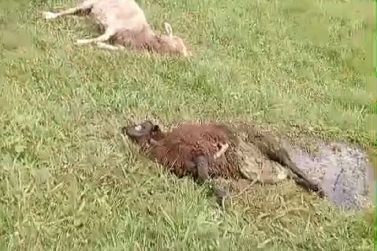 Ataques de perros causan graves pérdidas a productores ovinos