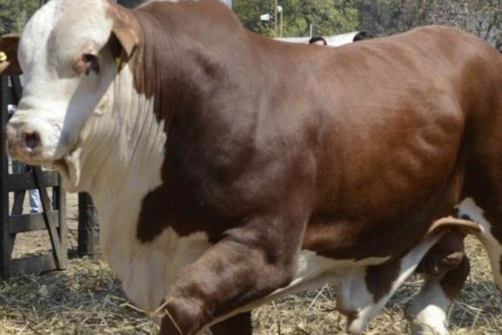El precio de los toros subió un 61% en los remates de genética bovina