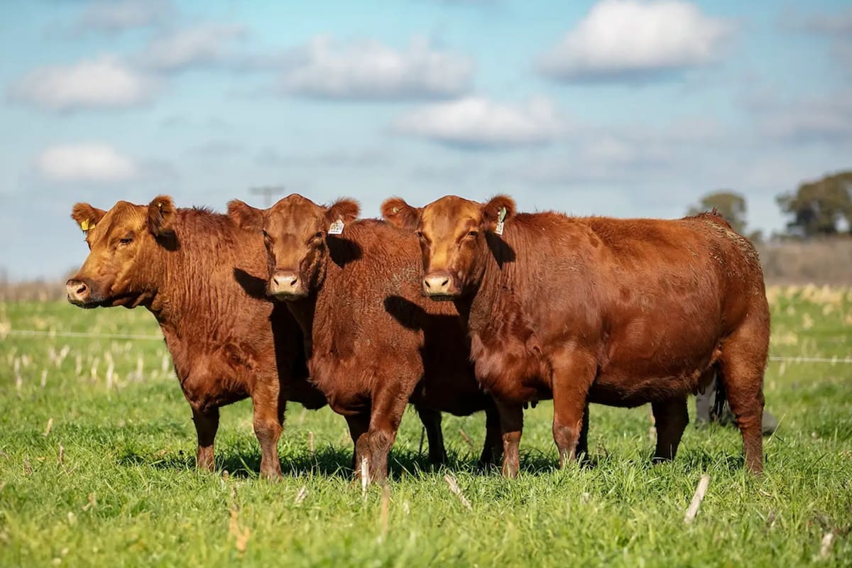 Empresarios adquirieron un campo pampeano de más de 8000 hectáreas