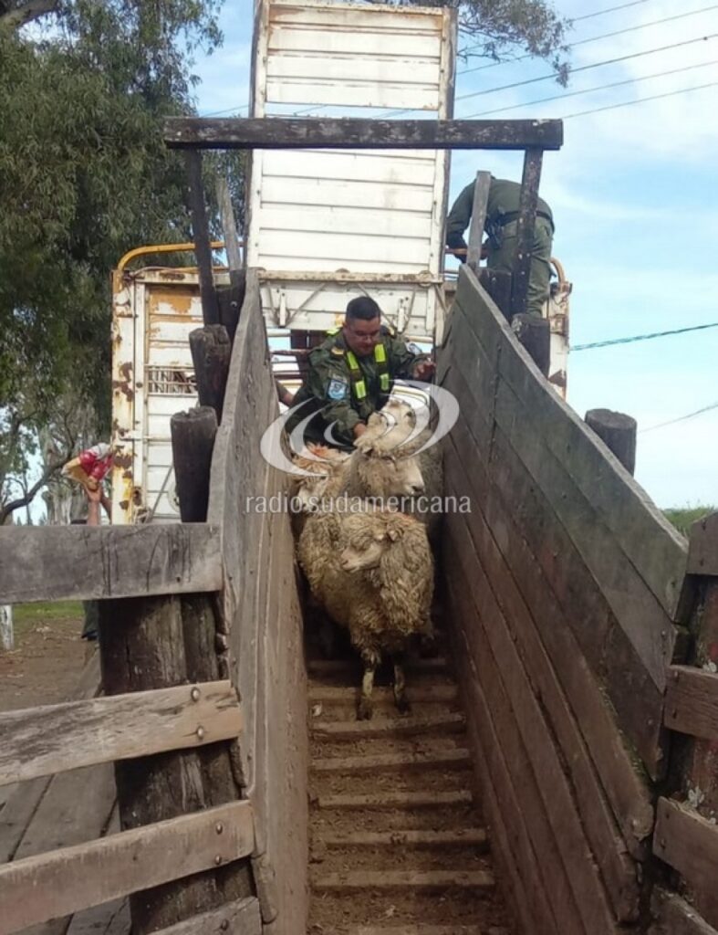 Mocoretá: interceptaron un camión con ovinos, detectaron papeles irregulares y aplicaron una multa millonaria