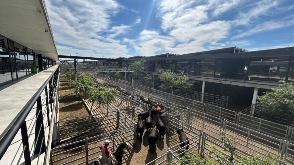 Registraron una entrada reducida de vacunos en el Mercado Agroganadero de Cañuelas