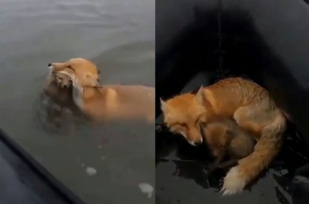 Rescatan a una zorra y su cría en zonas inundadas de Formosa