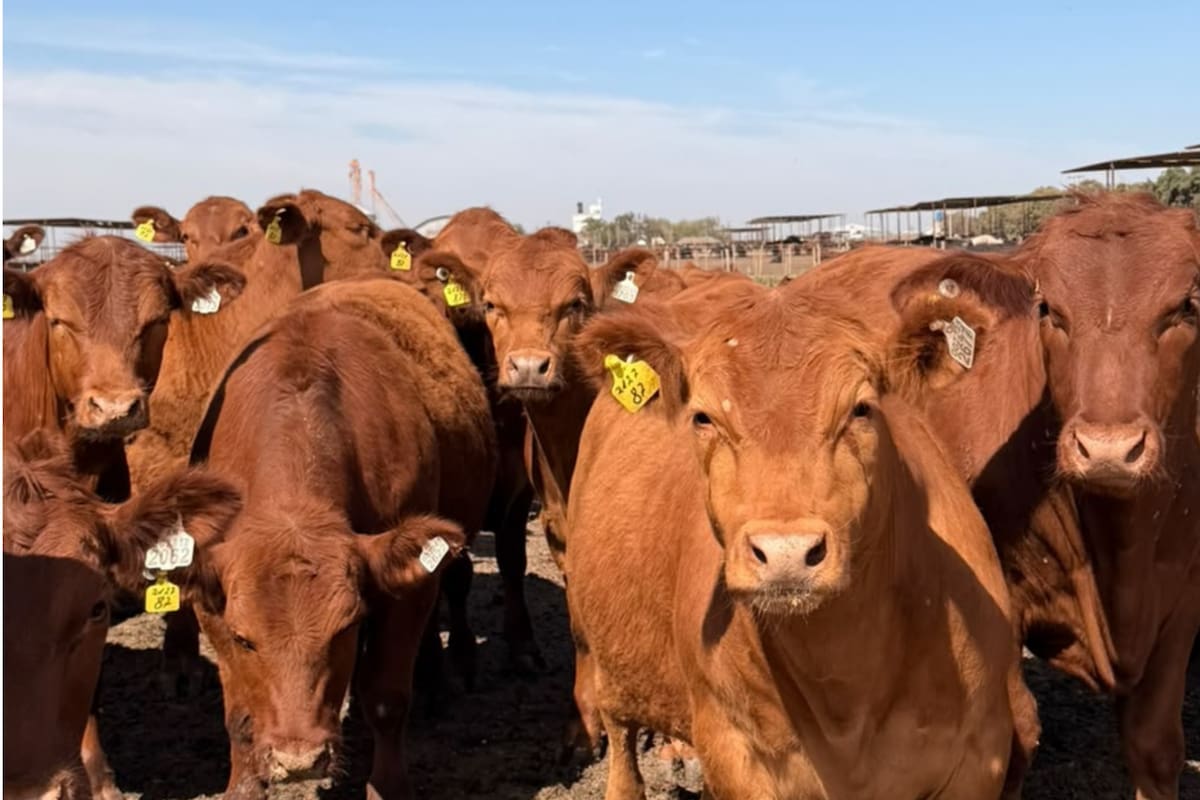 Un establecimiento nacional logra certificación de bienestar animal