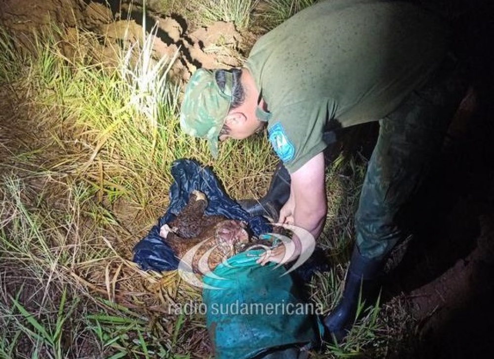 Virasoro: secuestran más de 120 kilos de carne vacuna faenada y detienen a tres personas